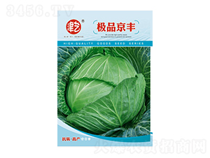 甘藍種子-京豐-邯豐農(nóng)業(yè)