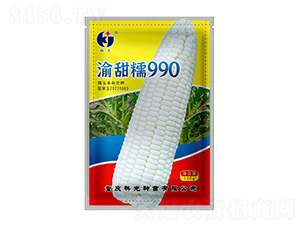 渝甜糯990-科光種苗