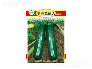 西葫蘆種子-非洲金麗人-太樂種業