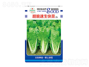 �ײ˷N��-����������-̫���N�I