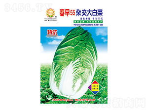 �ײ˷N��-����55-̫���N�I