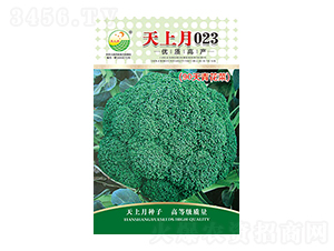 西蘭花種子-天上月023-太樂種業(yè)