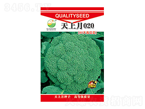 西蘭花種子-天上月020-太樂種業