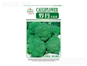 西蘭花種子-野丹-太樂種業(yè)