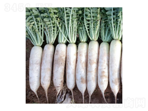 蘿ト種子-御女-華瀛種業(yè)