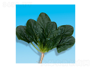 菠菜種子-瀛菠5號(hào)-華瀛種業(yè)