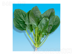 菠菜種子-瀛菠207-華瀛種業(yè)