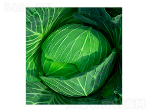 甘藍(lán)種子-寒榮-華瀛種業(yè)