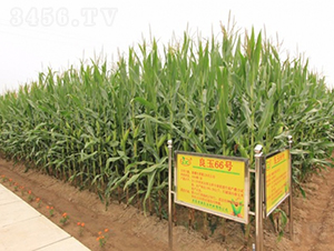 良玉66-玉米種子-登海良玉種業