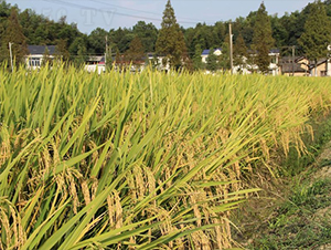 �ۃɃ�261-ˮ���N��-�𽡷N�I