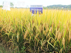 �A�Ƀ���ɏ�z��-ˮ���N��-�𽡷N�I