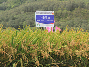 中安早35-水稻種子-金健種業