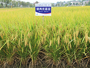 鏡兩優嘉宜-水稻種子-金健種業