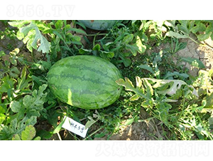 科豐3號-西瓜種子-秦豐種業(yè)