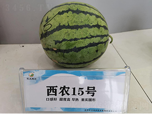 西農(nóng)15號-西瓜種子-秦豐種業(yè)