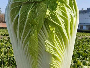 �ذ���̖-�ײ˷N��-���S�N�I(y��)