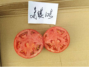 高科美琪10號-番茄種子-秦豐種業