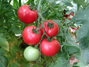 高科美琪8號-番茄種子-秦豐種業