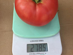 高科美琪5號-番茄種子-秦豐種業