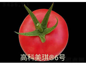 高科美琪6號-番茄種子-秦豐種業