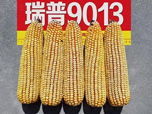 ����9013-���׷N��-���S�N�I