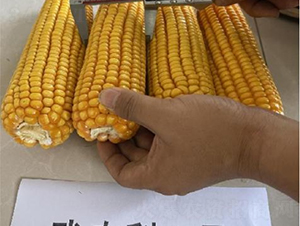 ���r��1̖-���׷N��-���S�N�I